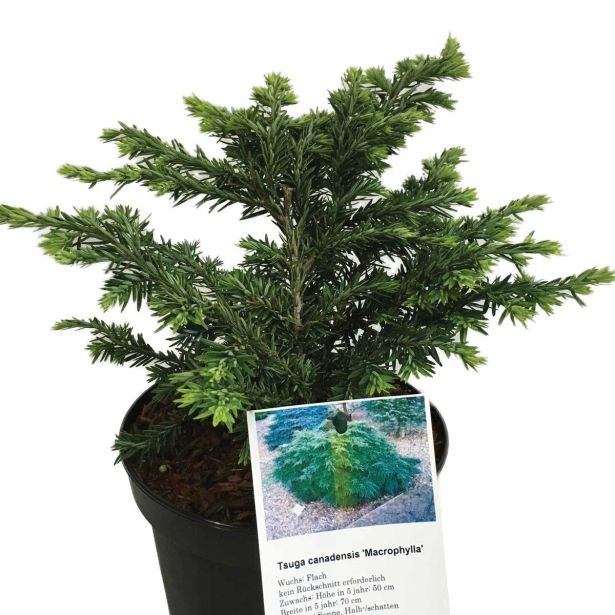 IGLAVEC KANADSKA ČUGA MACROPHYLLA