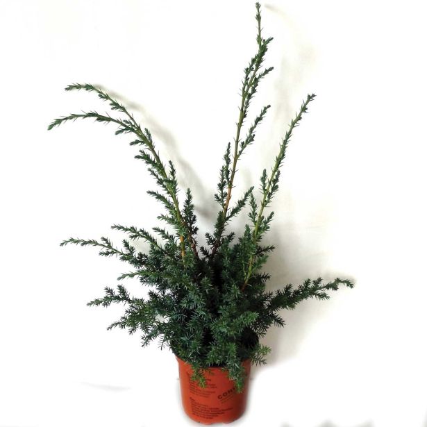 IGLAVEC KITAJSKI BRIN