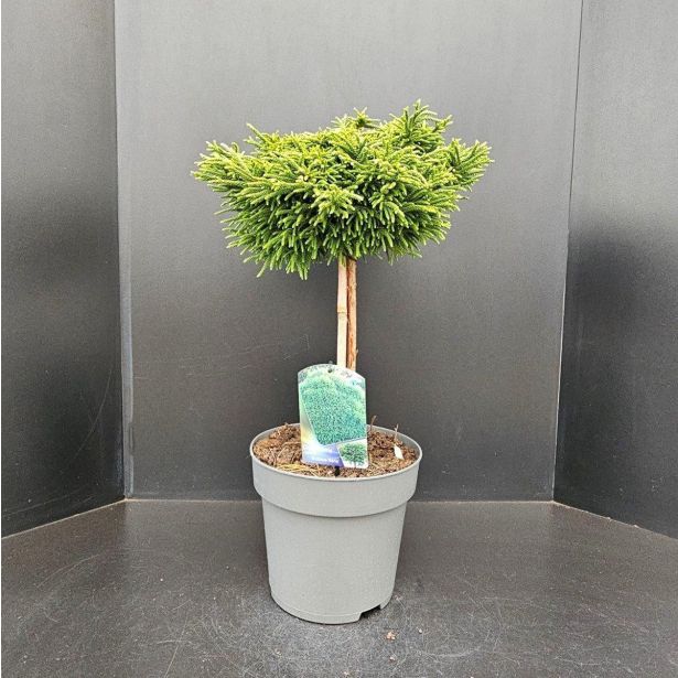 IGLAVEC KRIPTOMERIJA NANA NA DEBLU L26 CM