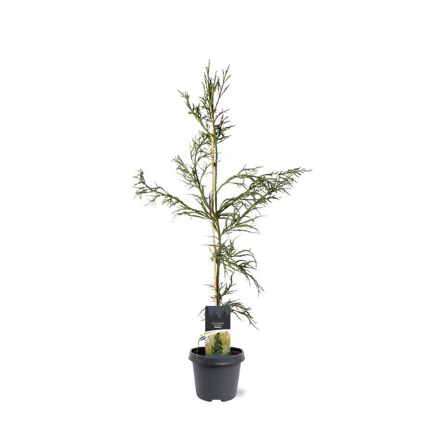 IGLAVEC KRIPTOMERIJA RASEN L23