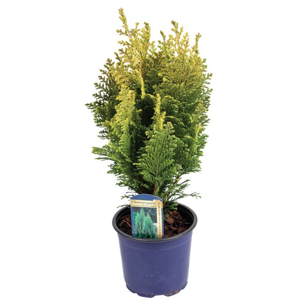 IGLAVEC LAVSONOVA PACIPRESA