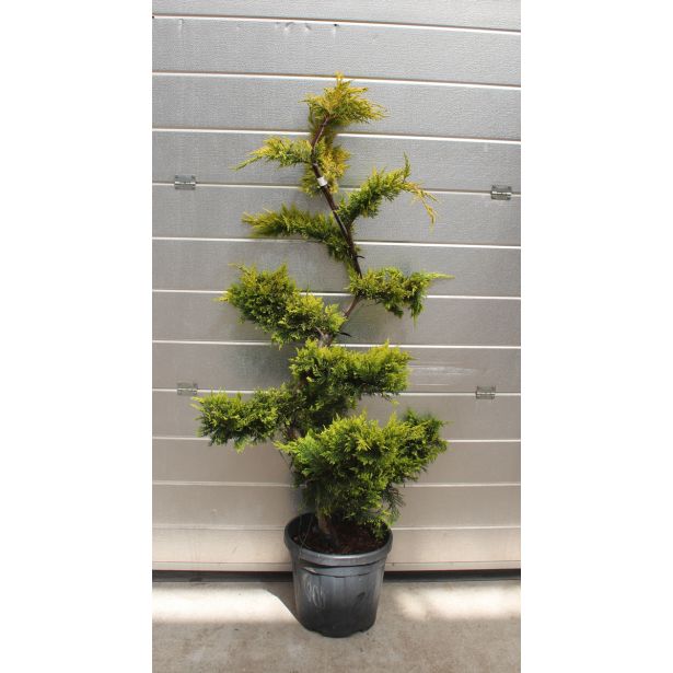 IGLAVEC LEYLANDOVA CIPRESA GOLD RIDER L18 V30