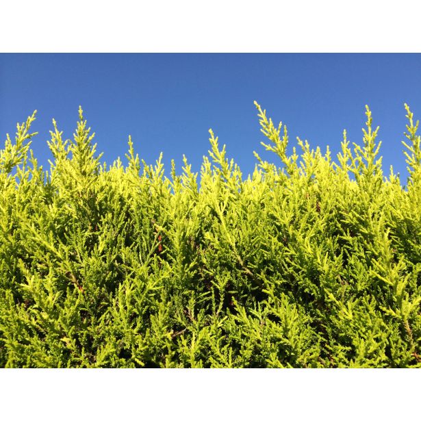 IGLAVEC LEYLANDOVA CIPRESA GOLD RIDER L18 V30