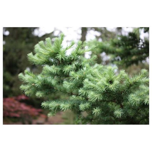 IGLAVEC MACESEN GREY PEARL NA DEBLU 70 CM L23 CM