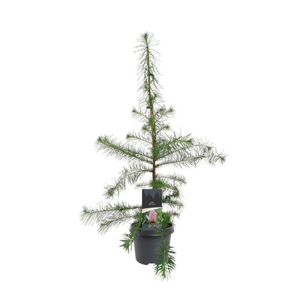 IGLAVEC MACESEN (LARIX DECIDUA) L23 CM