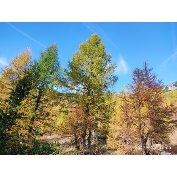 IGLAVEC MACESEN (LARIX DECIDUA) L23 CM