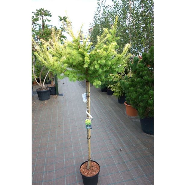 IGLAVEC MACESEN MAGIC GOLD NA DEBLU 70 CM L26 CM