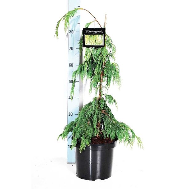 IGLAVEC NUTKANSKA PACIPRESA