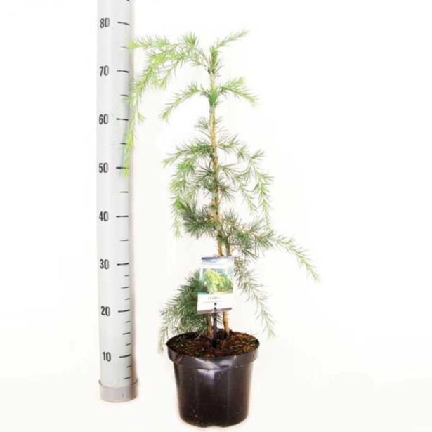 IGLAVEC POVEŠAVA HIMALAJSKA CED.