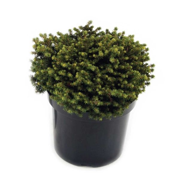 IGLAVEC PRITLIKAVA SMREKA