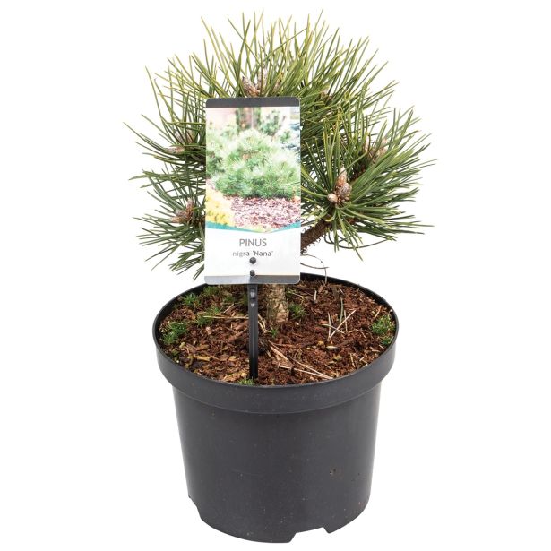 IGLAVEC PRITLIKAVI ČRNI BOR