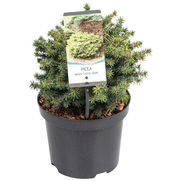 IGLAVEC PRITLIKOVA SMREKA