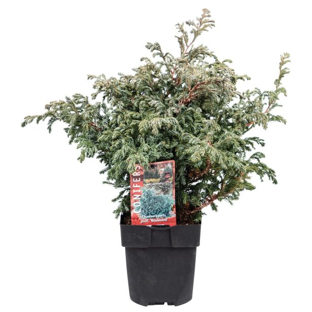 IGLAVEC SIVA GRAHASTA PACIPRESA