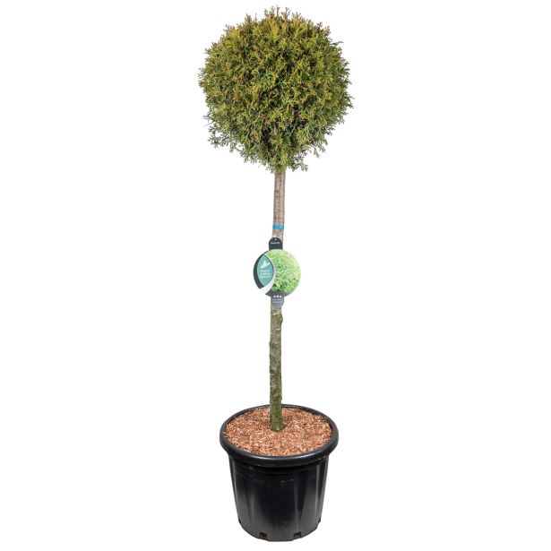 IGLAVEC SMARAGDNI KLEK