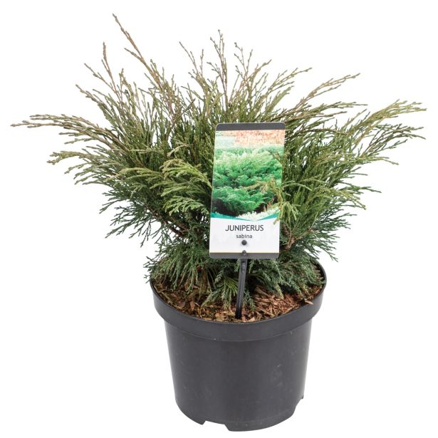 IGLAVEC SMRDLJIVI BRIN