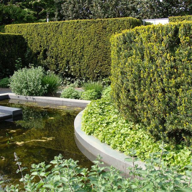 IGLAVEC TISA HICKSII L11 CM