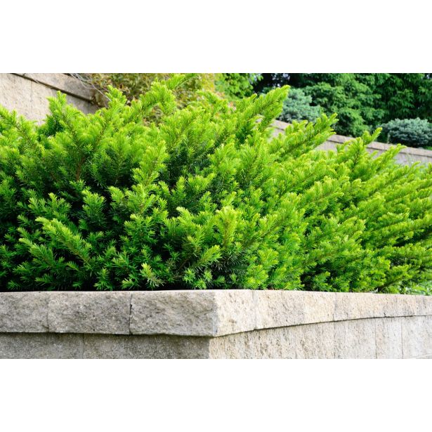 IGLAVEC TISA HILLII L15 V30