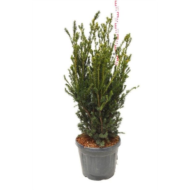 IGLAVEC TISA HILLII L15 V30