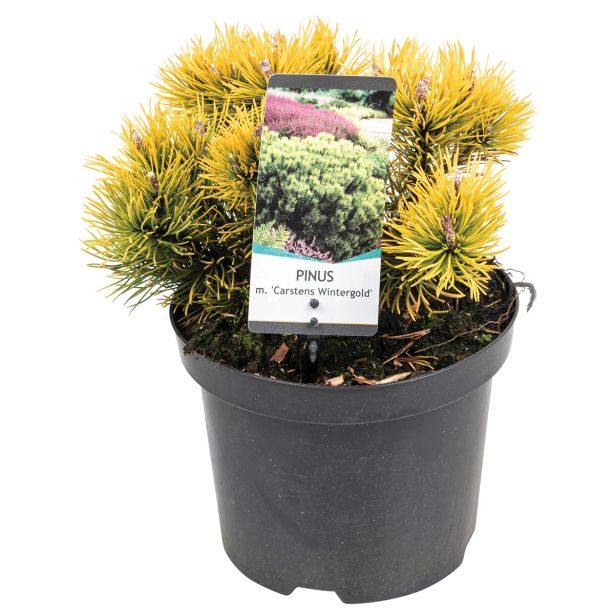 IGLAVEC ZLATO RUŠEVJE