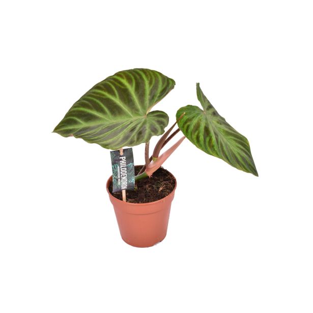 FILODENDRON INCENSI L12