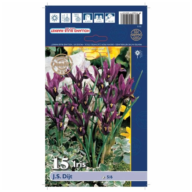 POMLADI CVETOČA ČEBULICA HOLLAND BULB MARKET IRIS J.S. DIJT 5/6 15KOS