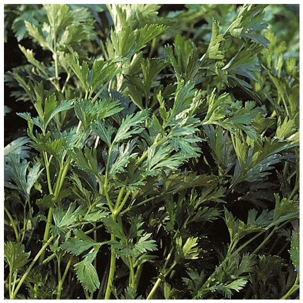 PETERŠILJ VOLMARY ITALIJANSKI GIGANTE DI NAPOLI L12