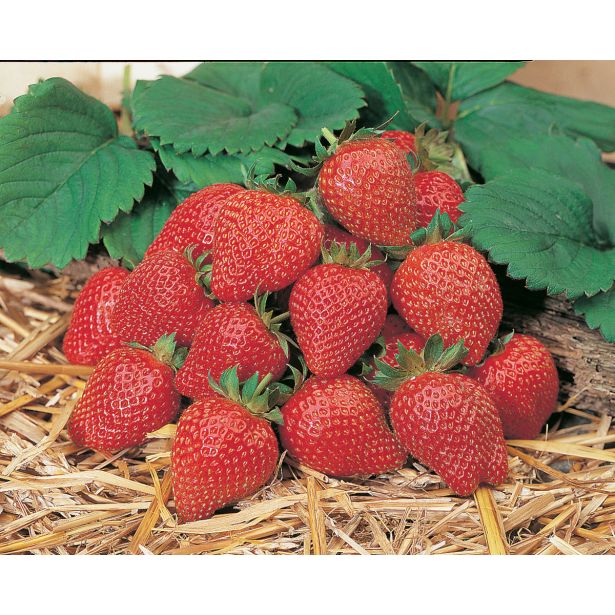 JAGODA VOLMARY ELAN L11 MESEČNA JAGODA FRAGARIA ANANASSA