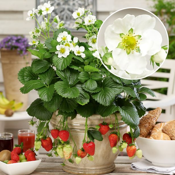 JAGODA VOLMARY MONTANA L13