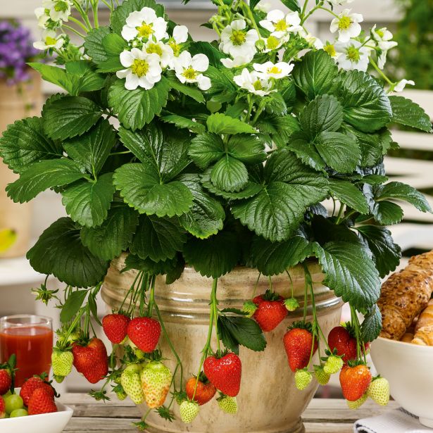 JAGODA VOLMARY MONTANA L13