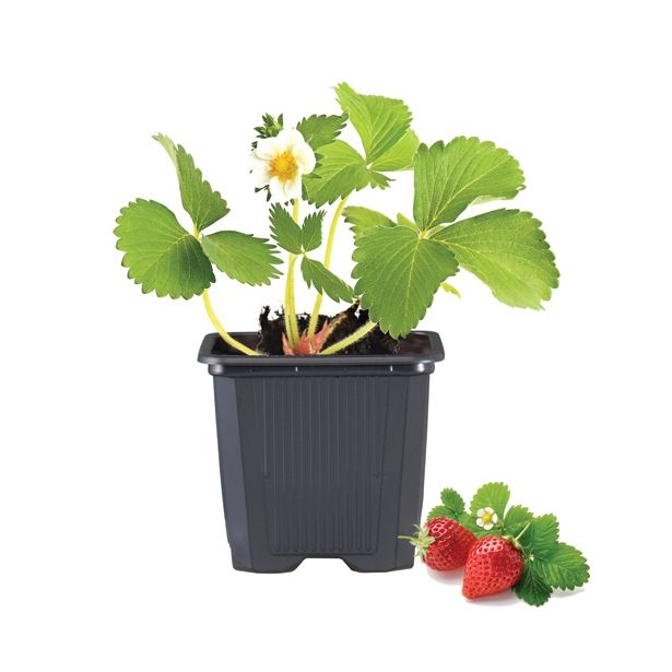 JAGODIČEVJE BIO JAGODA VIMA ZANTA