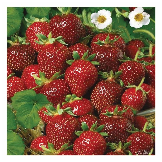 JAGODA DOBRO & ZDRAVO L12