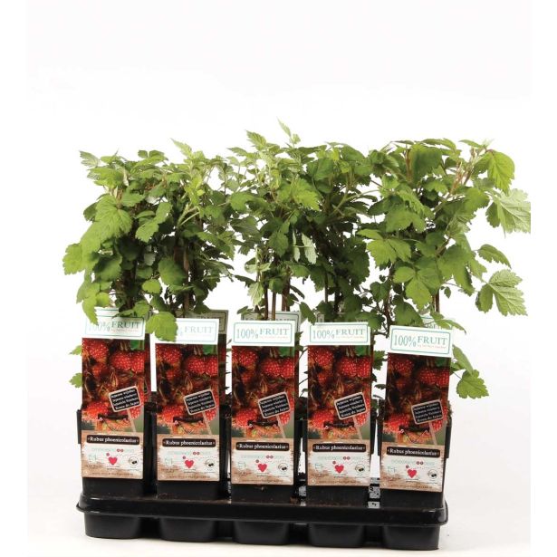 JAGODIČEVJE JAPONSKA MALINA