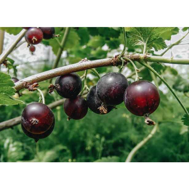 JAGODIČEVJE JOSTA L2 L