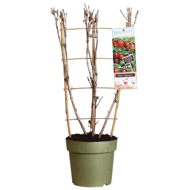 JAGODIČEVJE KOSMULJA