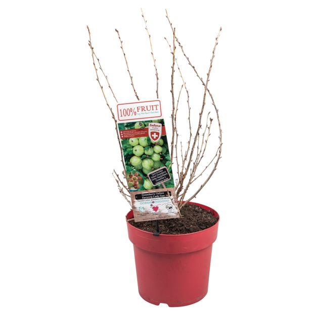 JAGODIČEVJE KOSMULJA