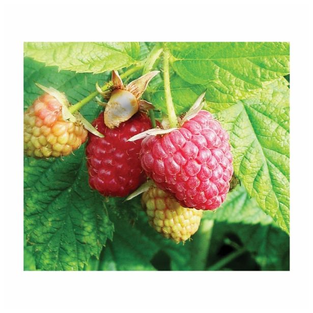 MALINA RUBUS IDAEUS 2L L11X11