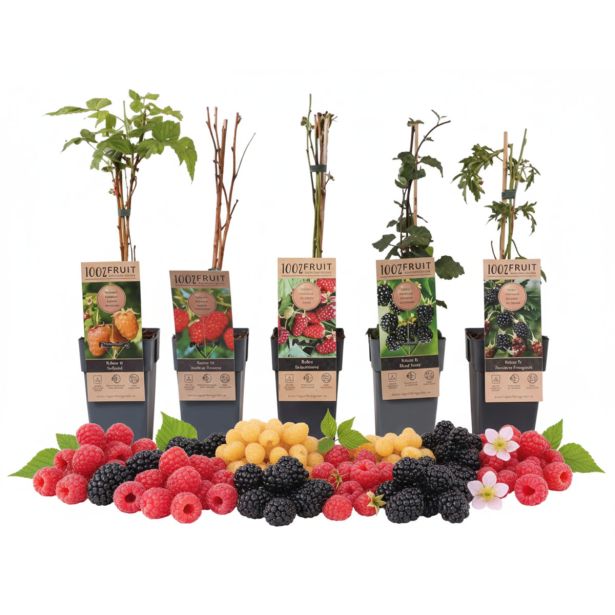 JAGODIČEVJE MIX (MALINE IN ROBIDE) L2 L