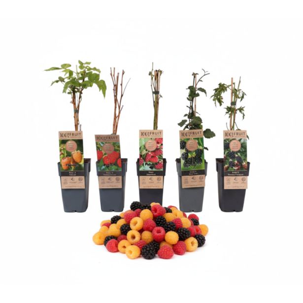 JAGODIČEVJE MIX (MALINE IN ROBIDE) L2 L