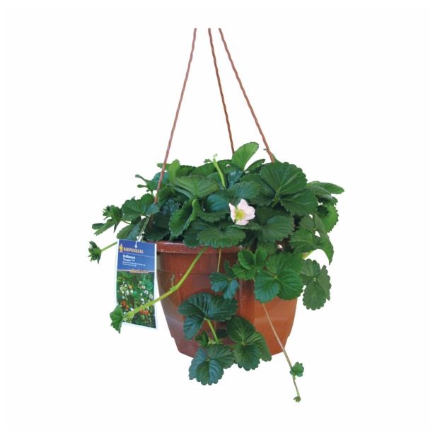 JAGODA OBEŠANKA VELIKA MIX L27