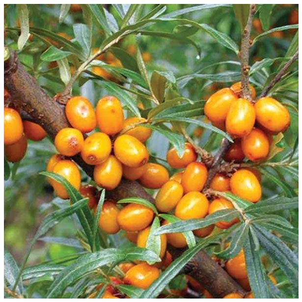 JAGODIČEVJE RAKITOVEC