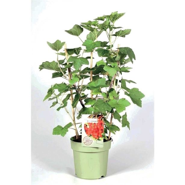 JAGODIČEVJE RDEČI RIBEZ