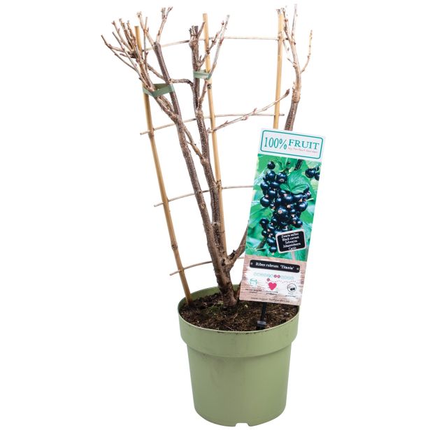 JAGODIČEVJE ČRNI RIBEZ