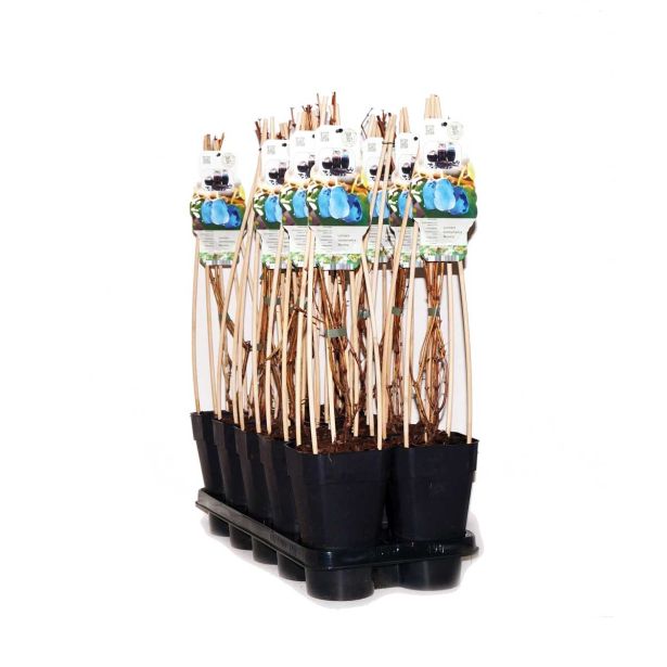 JAGODIČEVJE SIBIRSKA BOROVNICA