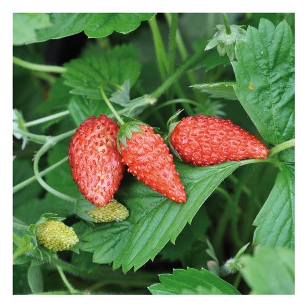 JAGODA VOLMARY FRAGARIA VESCA TUBBY' RED GOZDNA L12