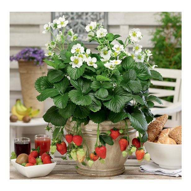 JAGODA VOLMARY MONTALNA L13