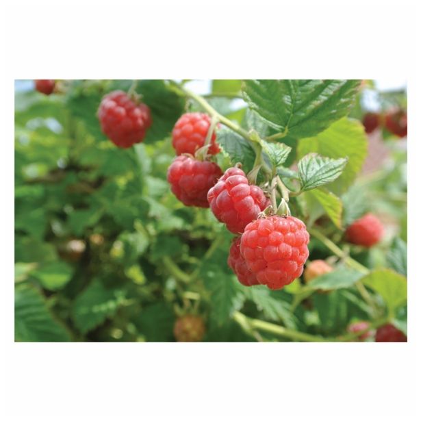 MALINA VOLMARY KOMPAKTNA LONČNA L17