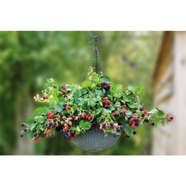 ROBIDA VOLMARY KOMPAKTNA LONČNA L17