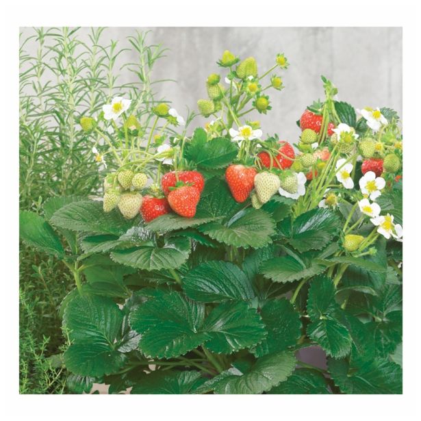 JAGODA VOLMARY POKONČNA DELIZZ OBEŠANKA L27