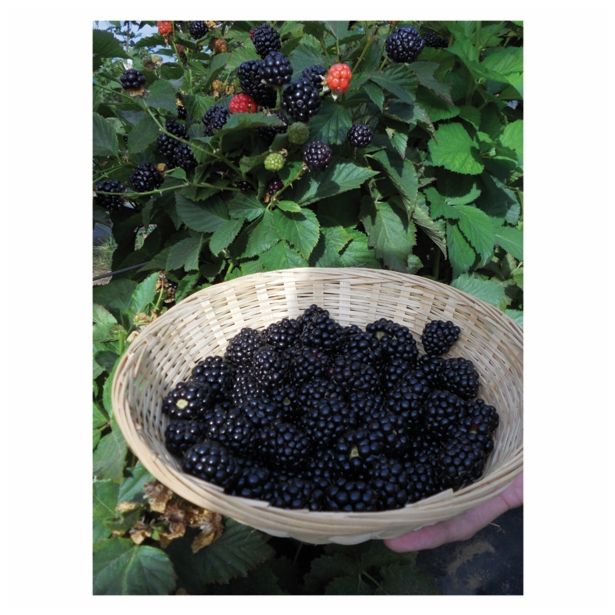 ROBIDA VOLMARY RODNA NA ENOLETNIH POGANJKIH L17