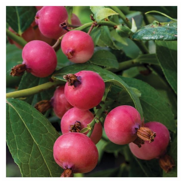 BOROVNICA VOLMARY ROZA BOROVNICA L17